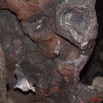 109 Grotte de ZADIE Chauve-Souris Roussette Rousettus aegyptiacus Femelle en Vol avec son Petit 11E5K2IMG_69766wtmk.jpg