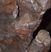 111 Grotte de ZADIE Chauve-Souris Roussette Rousettus aegyptiacus au Plafond 11E5K2IMG_69767wtmk.jpg