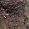 116 Grotte de ZADIE Chauve-Souris Hypocideros caffer 11E5K2IMG_69785wtmk.jpg