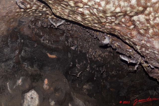 120 Grotte de ZADIE Cavite avec Chauve-Souris Rousettus aegyptiacus 11E5K2IMG_69807wtmk.jpg