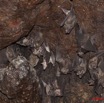 124 Grotte de ZADIE Paroi avec Chauve-Souris Rousettus aegyptiacus Urinant 11E5K2IMG_69817awtmk.jpg