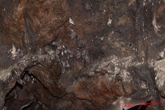 126 Grotte de ZADIE Paroi avec Chauve-Souris Rousettus aegyptiacus Urinant 11E5K2IMG_69817wtmk.jpg