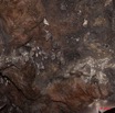 126 Grotte de ZADIE Paroi avec Chauve-Souris Rousettus aegyptiacus Urinant 11E5K2IMG_69817wtmk.jpg