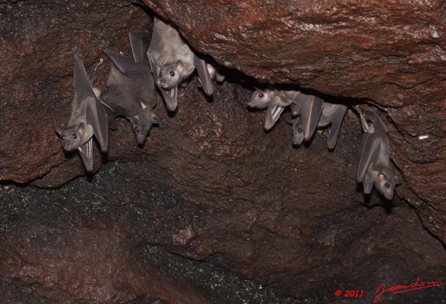 127 Grotte de ZADIE Paroi avec Chauve-Souris Rousettus aegyptiacus 11E5K2IMG_69818awtmk.jpg