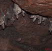 127 Grotte de ZADIE Paroi avec Chauve-Souris Rousettus aegyptiacus 11E5K2IMG_69818awtmk.jpg