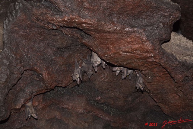128 Grotte de ZADIE Paroi avec Chauve-Souris Rousettus aegyptiacus 11E5K2IMG_69818wtmk.jpg