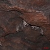 128 Grotte de ZADIE Paroi avec Chauve-Souris Rousettus aegyptiacus 11E5K2IMG_69818wtmk.jpg