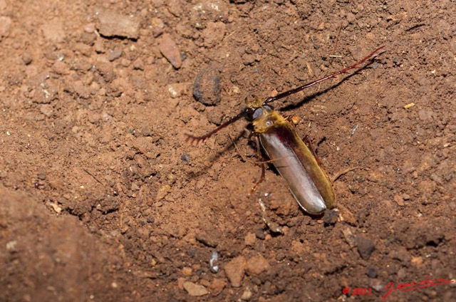 137 Grotte de ZADIE Insecte Coleoptere Cerambycidae Tithoes sp 11E5K2IMG_69950wtmk.jpg