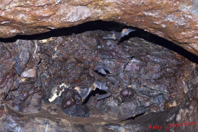 025 Grotte du FAUCON Cavite et Chauve-Souris Hypocideros caffer 11E5K2IMG_70395wtmk.jpg