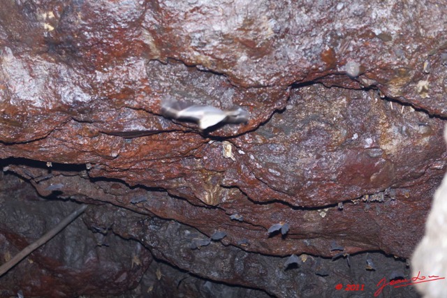 037 Grotte du FAUCON Cavite et Chauve-Souris Hypocideros caffer 11E5K2IMG_70418wtmk.jpg