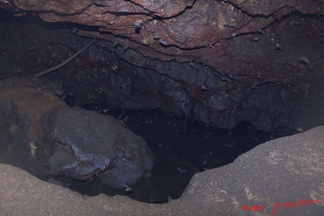 038 Grotte du FAUCON Cavite et Chauve-Souris 11E5K2IMG_70420wtmk.jpg