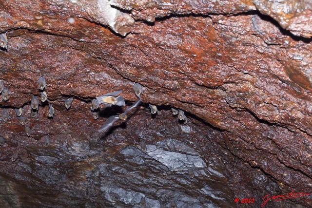 041 Grotte du FAUCON Paroi et Chauve-Souris Hypocideros caffer 11E5K2IMG_70427wtmk.jpg