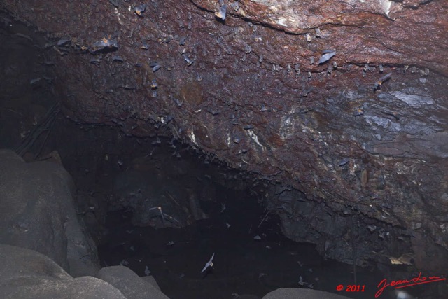 042 Grotte du FAUCON Salle et Chauve-Souris Hypocideros caffer 11E5K2IMG_70428wtmk.jpg