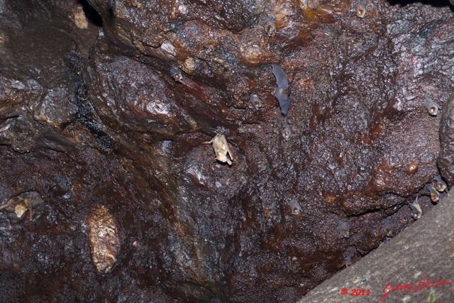 048 Grotte du FAUCON Paroi et Chauve-Souris Hypocideros gigas 11E5K2IMG_70438wtmk.jpg