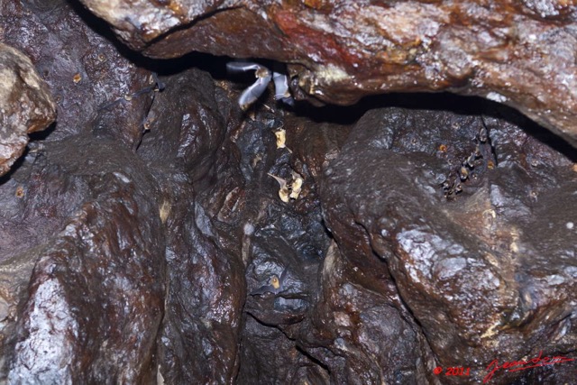 051 Grotte du FAUCON Cavite et Chauve-Souris Hypocideros gigas 11E5K2IMG_70441wtmk.jpg
