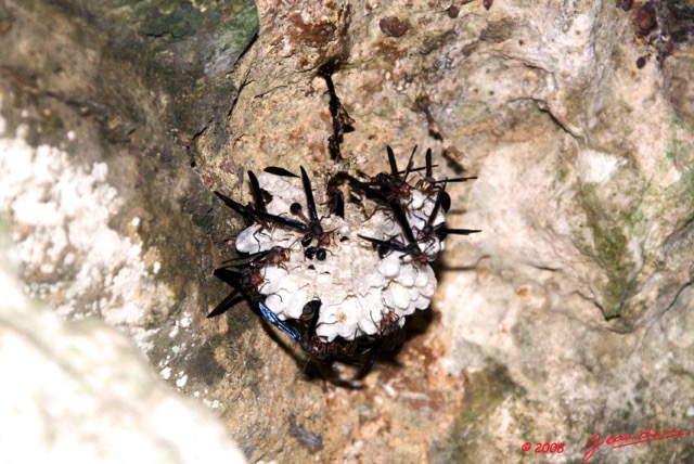 024 LEKABI Insecte Hymenoptere Nid de Guepes Entree Grotte 8EIMG_26537wtmk.jpg