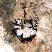 024 LEKABI Insecte Hymenoptere Nid de Guepes Entree Grotte 8EIMG_26537wtmk.jpg