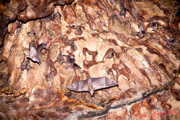 061 LEKABI Grotte Plafond avec Chauve-Souris 8EIMG_26675wtmk.jpg