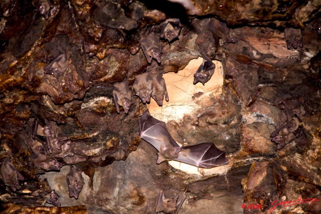 066 LEKABI Grotte Plafond avec Chauve-Souris 8EIMG_26705wtmk.jpg
