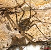 089 LEKABI Grotte Arachnide Amblipyge 8EIMG_26755wtmk.jpg