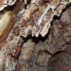 024 Grotte de BONGOLO Concretions 11E5K2IMG_71728wtmk.jpg.jpg
