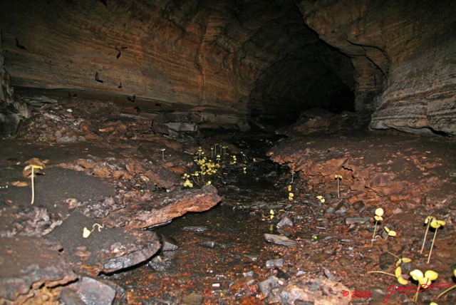 026 Grotte LIHOUMA Tunnel avec Plantes 8EIMG_18898WTMK.JPG