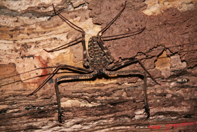 044 Grotte LIHOUMA 2 Pseudo-Scorpion 8EIMG_18974WTMK.JPG