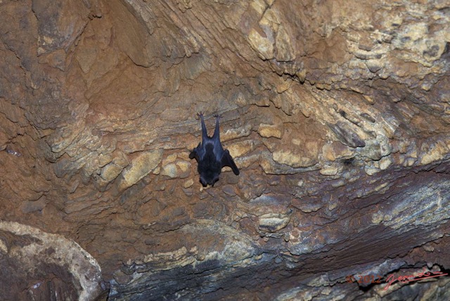 059 IKEI 1 la Grotte Paroi avec Chauve-Souris Hipposideros caffer 12E5K2IMG_75201wtmk.jpg