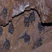 060 IKEI 1 la Grotte Paroi avec Chauves-Souris Hipposideros caffer 12E5K2IMG_75202awtmk.jpg
