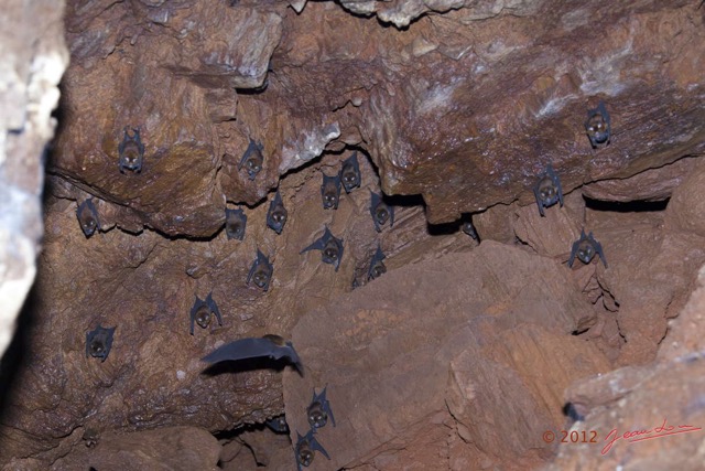 061 IKEI 1 la Grotte Paroi avec Chauves-Souris Hipposideros caffer 12E5K2IMG_75202wtmk.jpg