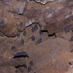 061 IKEI 1 la Grotte Paroi avec Chauves-Souris Hipposideros caffer 12E5K2IMG_75202wtmk.jpg