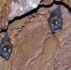 062 IKEI 1 la Grotte Paroi avec Chauves-Souris Hipposideros caffer 12E5K2IMG_75203wtmk.jpg