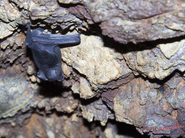 064 IKEI 1 la Grotte Paroi avec Chauve-Souris Hipposideros caffer 12E5K2IMG_75206wtmk.jpg