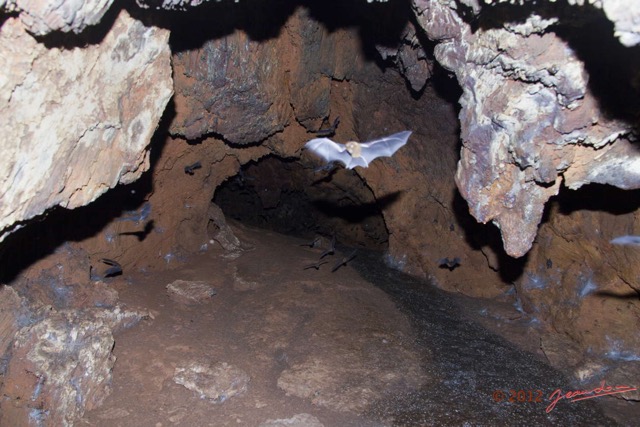 072 IKEI 1 la Grotte Cavite Superieure avec Chauves-Souris Volantes 12E5K2IMG_75221wtmk.jpg