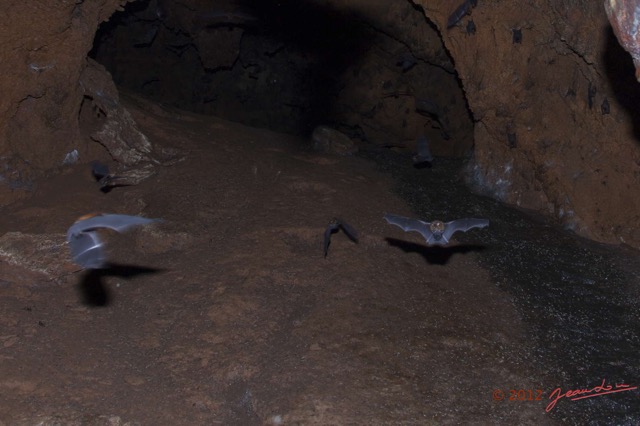 073 IKEI 1 la Grotte Cavite Superieure avec Chauves-Souris Volantes 12E5K2IMG_75223awtmk.jpg