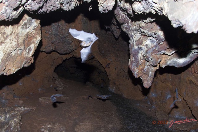 074 IKEI 1 la Grotte Cavite Superieure avec Chauves-Souris Volantes 12E5K2IMG_75223wtmk.jpg