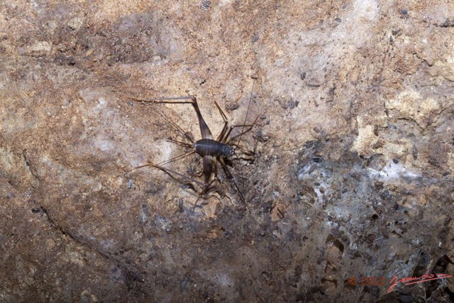 077 IKEI 1 la Grotte Paroi et Insecte Orthoptere Grillon 12E5K2IMG_75234wtmk.jpg