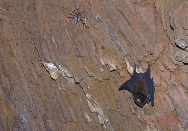 079 IKEI 1 la Grotte Paroi Chauve-Souris et Insecte Orthoptere Grillon 12E5K2IMG_75236wtmk.jpg