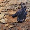 080 IKEI 1 la Grotte Paroi et Chauve-Souris Hipposideros caffer 12E5K2IMG_75238awtmk.jpg