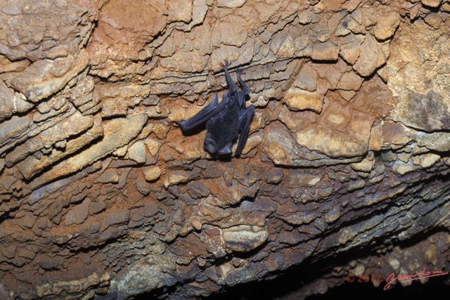 081 IKEI 1 la Grotte Paroi et Chauve-Souris Hipposideros caffer 12E5K2IMG_75238wtmk.jpg