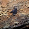 081 IKEI 1 la Grotte Paroi et Chauve-Souris Hipposideros caffer 12E5K2IMG_75238wtmk.jpg