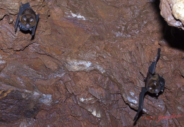082 IKEI 1 la Grotte Paroi et Chauve-Souris Hipposideros caffer 12E5K2IMG_75240awtmk.jpg