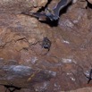 083 IKEI 1 la Grotte Paroi et Chauve-Souris Hipposideros caffer 12E5K2IMG_75240wtmk.jpg