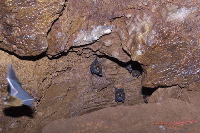 085 IKEI 1 la Grotte Paroi et Chauves-Souris Hipposideros caffer 12E5K2IMG_75243wtmk.jpg