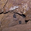 085 IKEI 1 la Grotte Paroi et Chauves-Souris Hipposideros caffer 12E5K2IMG_75243wtmk.jpg