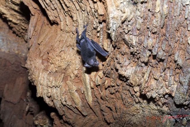 089 IKEI 1 la Grotte Paroi et Chauve-Souris Hipposideros caffer 12E5K2IMG_75247wtmk.jpg