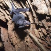 091 IKEI 1 la Grotte Paroi et Chauve-Souris Hipposideros caffer 12E5K2IMG_75249wtmk.jpg
