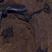 093 IKEI 1 la Grotte Cavite avec Chauves-Souris Hipposideros caffer 12E5K2IMG_75255awtmk.jpg