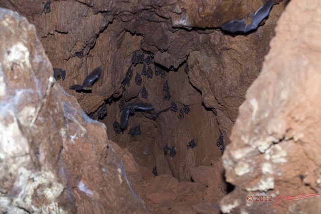 094 IKEI 1 la Grotte Cavite avec Chauves-Souris Hipposideros caffer 12E5K2IMG_75255wtmk.jpg