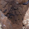 094 IKEI 1 la Grotte Cavite avec Chauves-Souris Hipposideros caffer 12E5K2IMG_75255wtmk.jpg